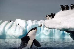 killerwhale-pinguin