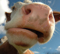 bull or cow